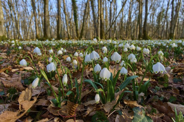 Spring knotflowers, or spring snowflakes (Leucojum vernum), sprout from the leaves on the forest floor. An early spring under the trees, Sodenberg, Hammelburg, Rhön, Bavaria, Germany