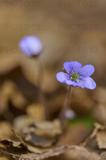 Close-up of liverwort (Hepatica nobilis), between brown leaves in soft focus, Sodenberg, Hammelburg, Rhön, Bavaria, Germany