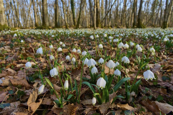 Spring knotweed or spring snowflake (Leucojum vernum), on brown forest soil. The beginning of spring becomes clear, Sodenberg, Hammelburg, Rhön, Bavaria, Germany