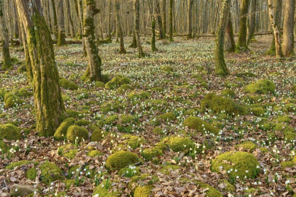Spring knotweed or marsh fritillary (Leucojum vernum), competing with moss mounds under bare trees, Sodenberg, Hammelburg, Rhön, Bavaria, Germany