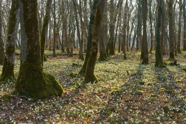 A peaceful forest with moss and spring knotweed or marsh fritillary (Leucojum vernum), flooded with sunlight, creates a spring feeling, Sodenberg, Hammelburg, Rhön, Bavaria, Germany