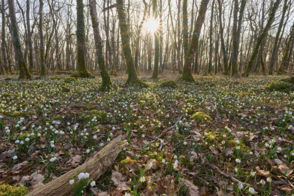 An idyllic spring forest with blooming spring knotweed or marsh fritillary (Leucojum vernum), soft sunlight, Sodenberg, Hammelburg, Rhön, Bavaria, Germany