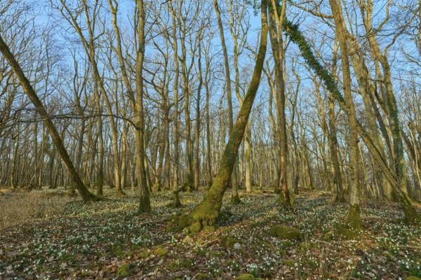 A dense forest full of spring knotweed or marigold (Leucojum vernum), under a blue sky, Sodenberg, Hammelburg, Rhön, Bavaria, Germany