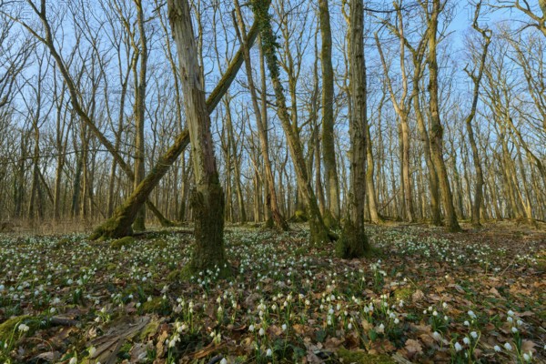View of a forest with spring snowflakes (Leucojum vernum) and blue sky, Sodenberg, Hammelburg, Rhön, Bavaria, Germany