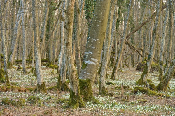 A forest with leaning trees and a dense layer of spring knotweed (Leucojum vernum), Sodenberg, Hammelburg, Rhön, Bavaria, Germany