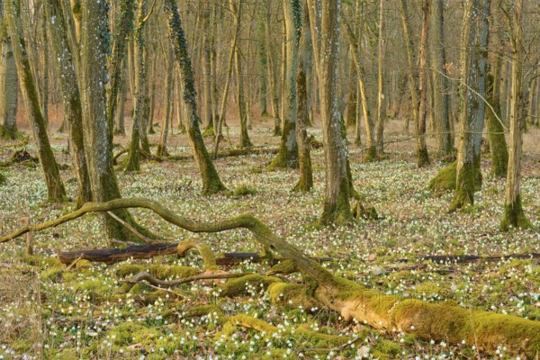 A peaceful forest with moss-covered trees and blooming spring snowflakes (Leucojum vernum), Sodenberg, Hammelburg, Rhön, Bavaria, Germany