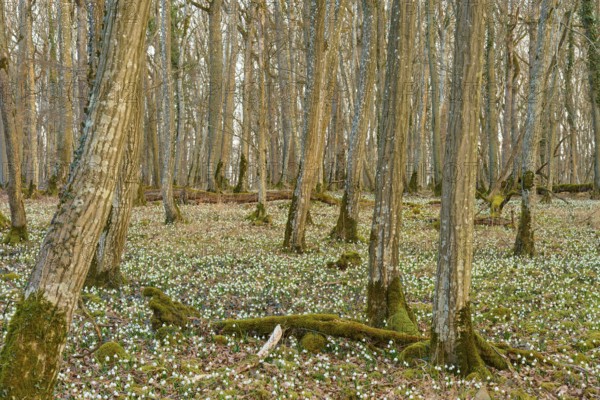 Forest scene with spring knotweed or marsh fritillary (Leucojum vernum), and tree-rich soil in brown tones, Sodenberg, Hammelburg, Rhön, Bavaria, Germany