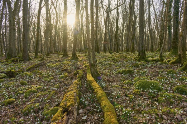 A quiet forest with sunlight shining through the trees. The ground is covered with moss and spring knotweed or spring snowflake (Leucojum vernum), Sodenberg, Hammelburg, Rhön, Bavaria, Germany
