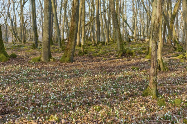 An expansive forest with strips of spring knotweed (Leucojum vernum) and a tranquil atmosphere, Sodenberg, Hammelburg, Rhön, Bavaria, Germany