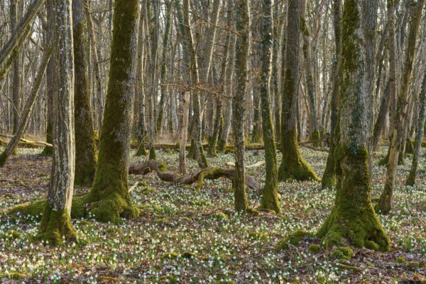 Forest with moss-covered trees and a dense carpet of spring knotweed (Leucojum vernum), Sodenberg, Hammelburg, Rhön, Bavaria, Germany