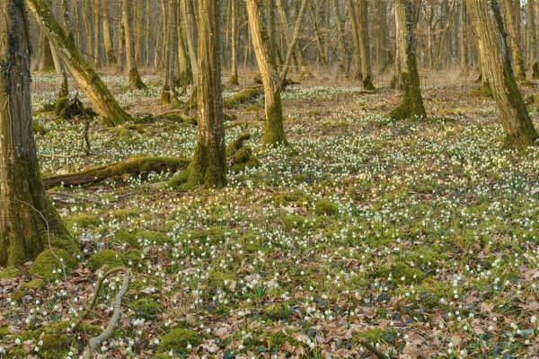 Dense forest in spring, lined with spring knotweed (Leucojum vernum) and moss, Sodenberg, Hammelburg, Rhön, Bavaria, Germany