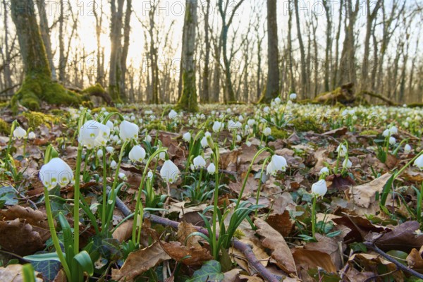 Spring knot blossom or marsh fritillary (Leucojum vernum), sprouting between autumn leaves in the forest, Sodenberg, Hammelburg, Rhön, Bavaria, Germany