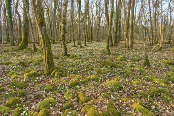 Spring forest with moss mounds and spring knotweed or spring snowflake (Leucojum vernum), under tall trees, Sodenberg, Hammelburg, Rhön, Bavaria, Germany
