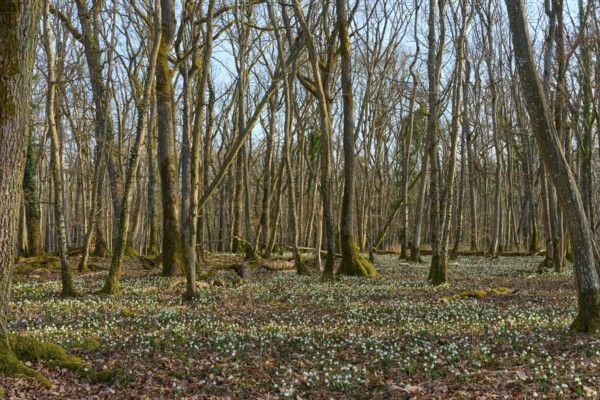 A quiet forest with fine carpets of flowers underneath, in the sign of spring change, Sodenberg, Hammelburg, Rhön, Bavaria, Germany