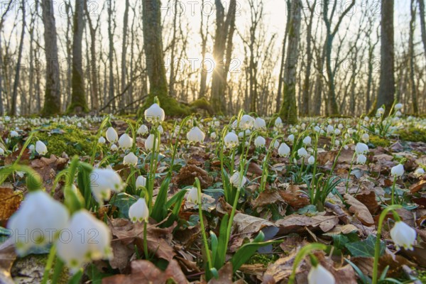 Close-up of spring knotweed (Leucojum vernum), in the forest at sunrise, Sodenberg, Hammelburg, Rhön, Bavaria, Germany