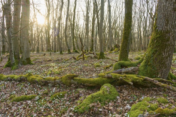 Moss-covered tree trunks in the forest at sunrise, Sodenberg, Hammelburg, Rhön, Bavaria, Germany