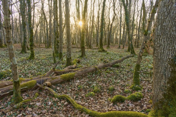 Sunrise in the forest with moss-covered ground and autumn leaves, quiet atmosphere, Sodenberg, Hammelburg, Rhön, Bavaria, Germany