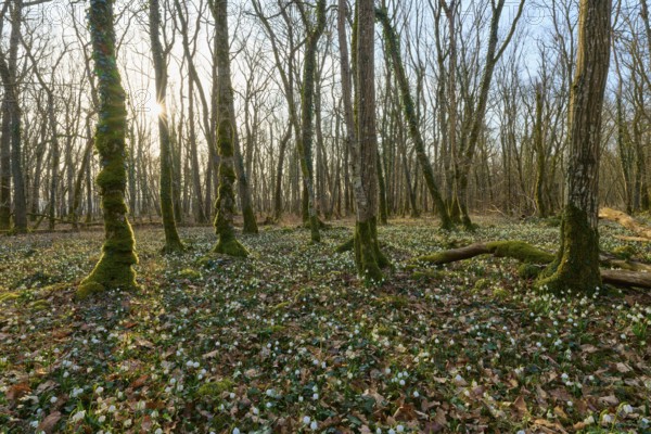 A quiet forest with sunlight shining through the trees onto the ground, Sodenberg, Hammelburg, Rhön, Bavaria, Germany