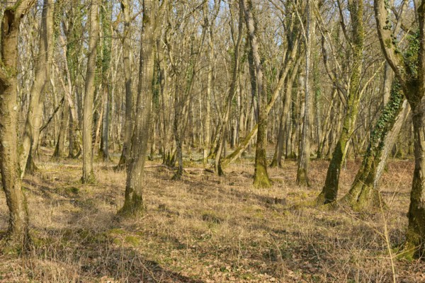 Dense forest with a variety of light effects and a calming atmosphere, Sodenberg, Hammelburg, Rhön, Bavaria, Germany