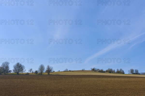 Wide fields and rows of trees under a clear blue sky convey tranquillity, Sodenberg Gans, Hammelburg, Rhön, Bavaria, Germany