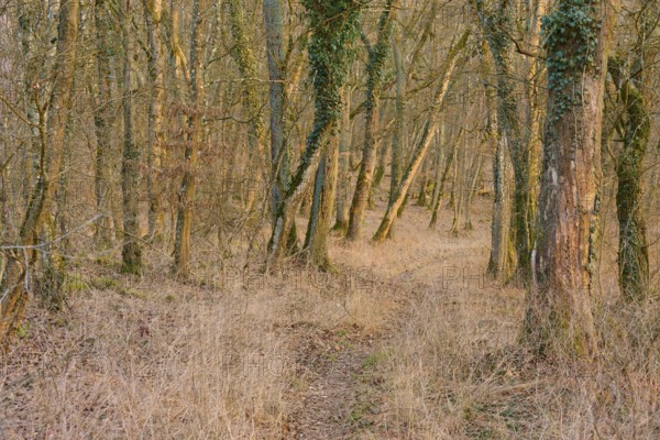 Path through a quiet forest in the warm twilight, Sodenberg, Hammelburg, Rhön, Bavaria, Germany