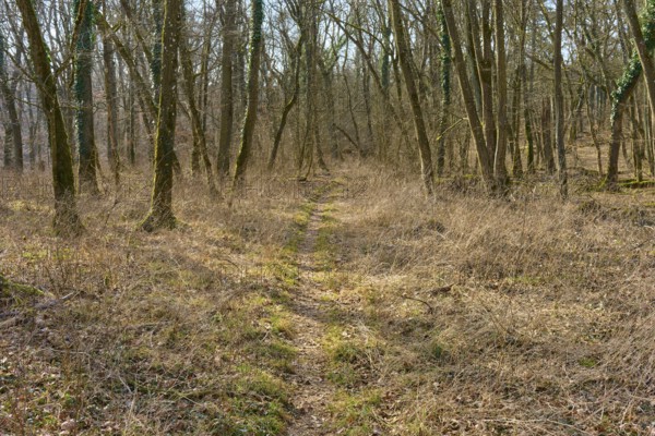 A narrow path leads through a wintery, quiet forest, Sodenberg, Hammelburg, Rhön, Bavaria, Germany