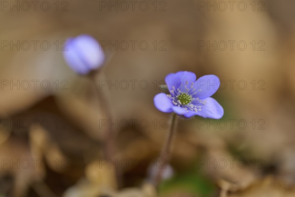 Close-up of liverwort (Hepatica nobilis), with blurred background. Early spring, Sodenberg, Hammelburg, Rhön, Bavaria, Germany