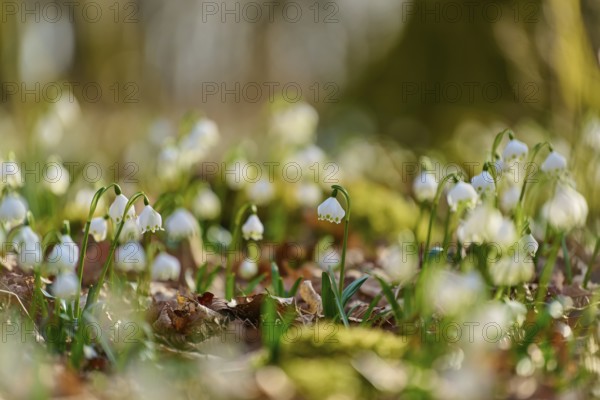 Close-up of spring knotweed or spring snowflake (Leucojum vernum), in a meadow in soft light, Sodenberg, Hammelburg, Rhön, Bavaria, Germany
