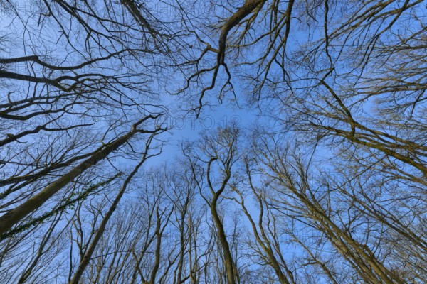 View upwards through tall trees into the clear blue sky, Sodenberg, Hammelburg, Rhön, Bavaria, Germany