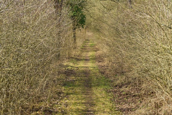An inviting path between hedges, Sodenberg, Hammelburg, Rhön, Bavaria, Germany