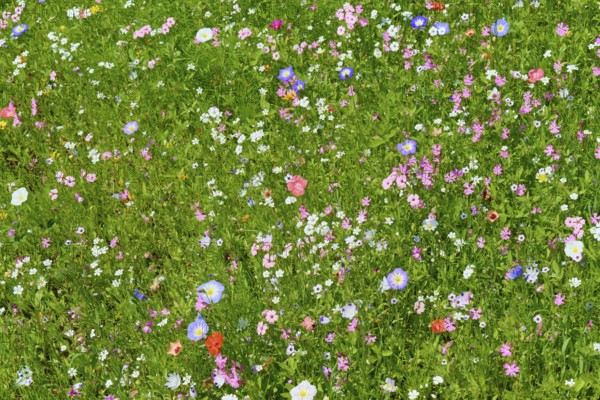 Colourful spring meadow with many different types of flowers and vibrant colours, Germany