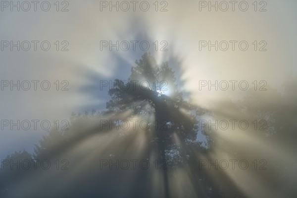 Mystical rays of light break through the fog and gently illuminate the branches of a tree, Mönchberg, Miltenberg, Spessart, Bavaria, Germany