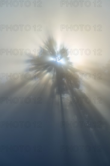 Gentle rays of light break through the fog and illuminate a tree in nature, Mönchberg, Miltenberg, Spessart, Bavaria, Germany