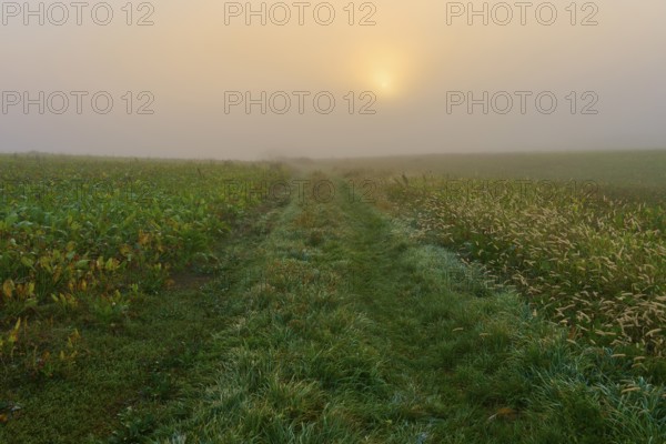 Foggy sunrise over a country lane flanked by grasses, conveys a mystical atmosphere, Mönchberg, Miltenberg, Spessart, Bavaria, Germany
