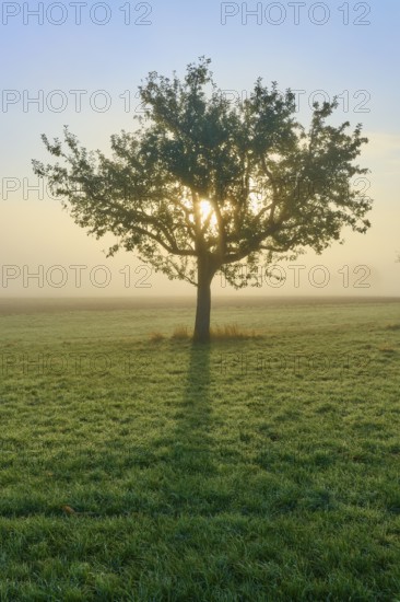 An apple tree in the centre of a foggy meadow, the sunlight breaks through, Mönchberg, Miltenberg, Spessart, Bavaria, Germany