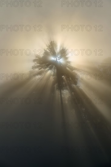 Warm rays of light describe a tree in the fog and create a moment of natural beauty, Mönchberg, Miltenberg, Spessart, Bavaria, Germany
