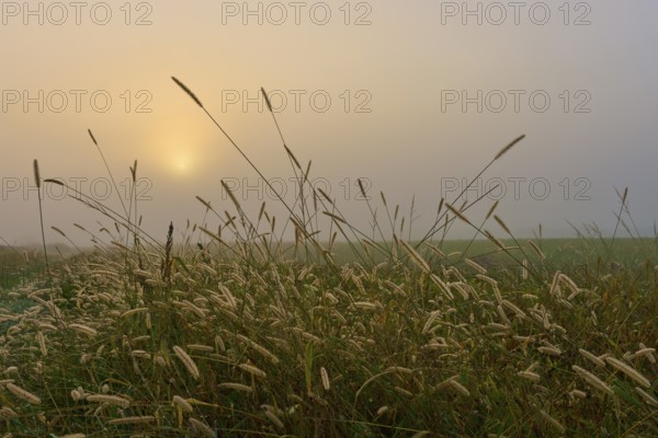 Foggy morning with sunrise over a field full of grasses, creates a calm atmosphere, Mönchberg, Miltenberg, Spessart, Bavaria, Germany