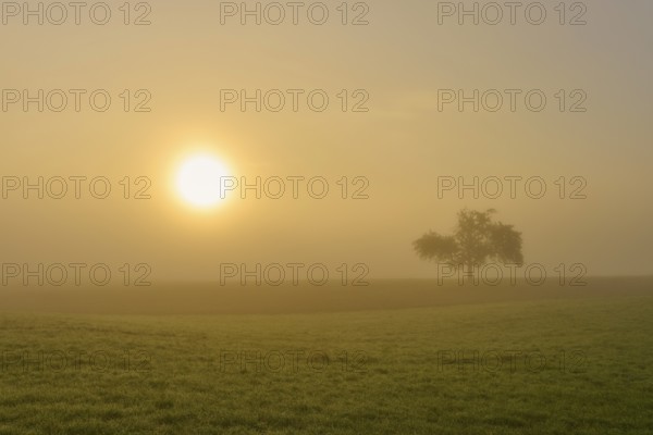 Golden morning light over a field with an apple tree in the fog, conveys tranquillity, Mönchberg, Miltenberg, Spessart, Bavaria, Germany