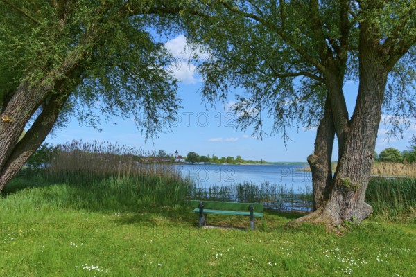 Wooden bench between trees overlooking a lake under a blue sky, Rhodes, Etang du Stock, Sarrebourg, Moselle, France