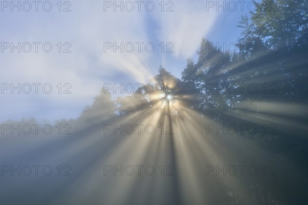 Sunbeams penetrate the trees in a misty forest under a blue sky, Mönchberg, Miltenberg, Spessart, Bavaria, Germany