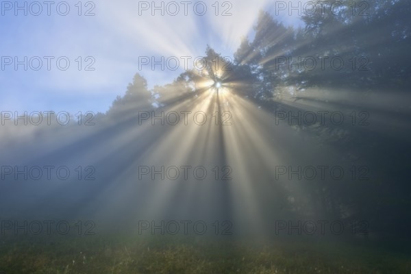 Sunbeams break through a misty forest and create a mystical atmosphere, Mönchberg, Miltenberg, Spessart, Bavaria, Germany