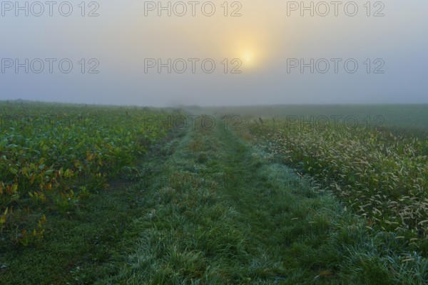 Foggy sunrise over a field with grasses and plants, creates a mystical atmosphere, Mönchberg, Miltenberg, Spessart, Bavaria, Germany