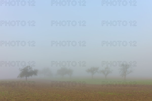 Misty trees in a field, blurred contours create autumnal tranquillity, Mönchberg, Miltenberg, Spessart, Bavaria, Germany
