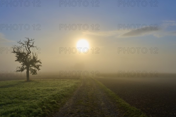 A single fruit tree next to a path leading into a misty landscape, Mönchberg, Miltenberg, Spessart, Bavaria, Germany