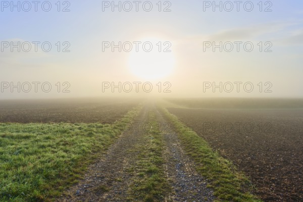 A country lane stretches into a misty landscape bathed in sunlight, Mönchberg, Miltenberg, Spessart, Bavaria, Germany
