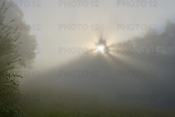 A sunrise brings calming rays of light that fall gently through the misty forest, Mönchberg, Miltenberg, Spessart, Bavaria, Germany