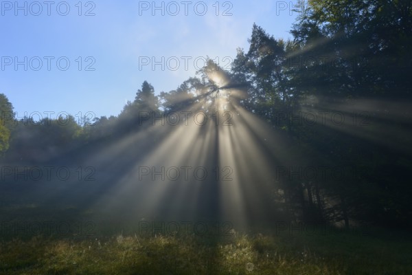 Rays of light break through the dense forest on a foggy morning, Mönchberg, Miltenberg, Spessart, Bavaria, Germany