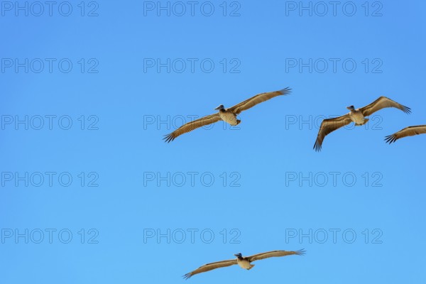 Brown Pelicans in flight, Orange County, California, USA, North America
