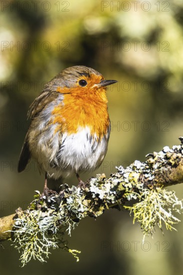 European Robin, Erithacus rubecula, bird in forest