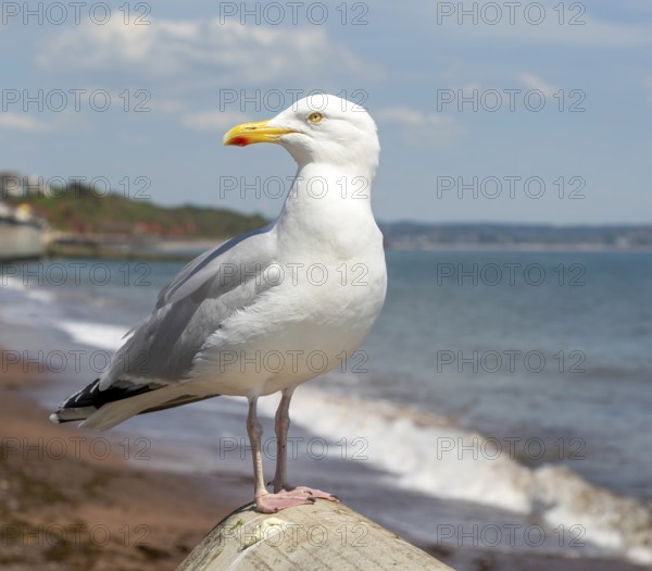 European Herring Gull, Larus argentatus, standing on sea wall above beach, Dawlish, south Devon, England, UK